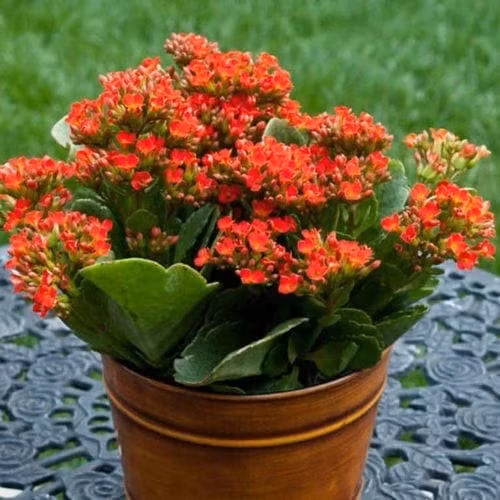 Không nên đặt cây sống đời trong phòng ngủ vì năng lượng sống động của cây có thể ảnh hưởng đến giấc ngủ. Ngoài ra, cũng cần tránh đặt cây ở nơi quá tối hoặc gần khu vực thường xuyên có tiếng ồn lớn. * Thông tin trong bài mang tính tham khảo.