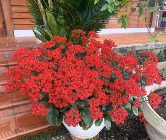  Cửa sổ hoặc ban công: Cây sống đời ưa ánh sáng tự nhiên vì vậy đặt cây gần cửa sổ hoặc trên ban công sẽ giúp cây sinh trưởng tốt, đồng thời thu hút năng lượng tích cực từ bên ngoài vào nhà.