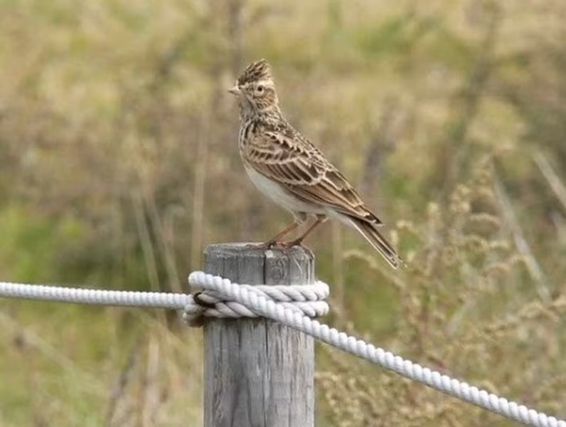 Sơn ca là loài chim có ngoại hình không nổi bật, tương tự như chim sẻ nhưng có kích thước lớn hơn. Chim sơn ca khi trưởng thành thường có kích thước từ 18 - 19cm. Chúng có sải cánh từ 30 - 36cm, và nặng từ 17 - 55g.
