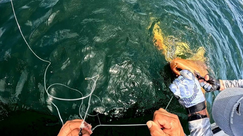 Bạch tạng cũng là hiện tượng hiếm gặp, có thể làm động vật dễ bị kẻ săn mồi phát hiện, giảm khả năng săn mồi và sinh sản.