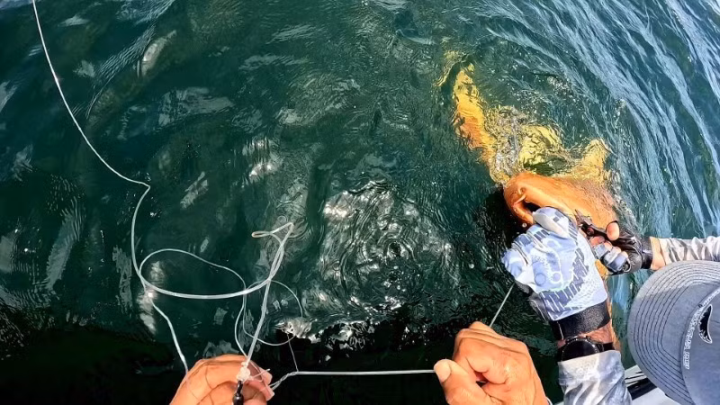 Bạch tạng cũng là hiện tượng hiếm gặp, có thể làm động vật dễ bị kẻ săn mồi phát hiện, giảm khả năng săn mồi và sinh sản.