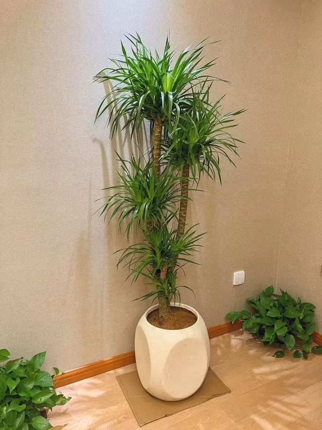 Cách chăm sóc cây này cũng không khó, bạn nên đặt ở nơi có ánh sáng nhẹ, không nên để dưới nắng gắt và tưới định kỳ 2 - 3 lần mỗi tuần. Thỉnh thoảng, bạn nên lau lá để cây luôn tươi tắn, khỏe mạnh.