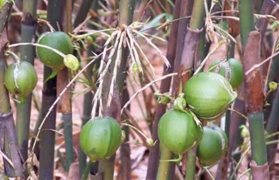 Quả có vỏ màu xanh quen thuộc của cây tre, hình tròn với phần chóp nhọn giống như quả đào.