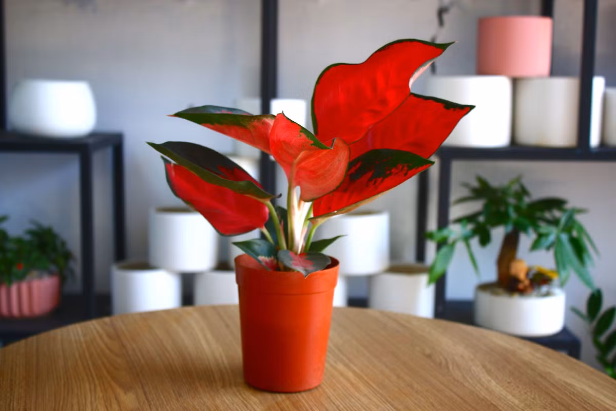 3. Cây phú quý – mang đến sung túc, đủ đầy. Đặc điểm: Lá xanh viền đỏ, đẹp mắt, hợp với người mệnh Hỏa cả về màu sắc lẫn ý nghĩa.