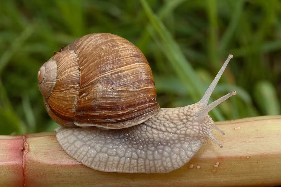 Ốc sên Burgundy (Helix pomatia) dài 3 - 5cm, phân bố rộng trên các loại đất giàu canxi ở Trung Âu. Là loài ốc sên lớn nhất khu vực, chúng được nuôi để làm thực phẩm. Đây là nguyên liệu cho món escargot nổi tiếng của Pháp.