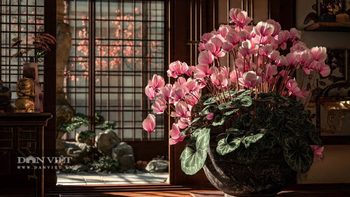 4. Cây cảnh: Anh thảo. Anh thảo (Cyclamen), còn gọi là tiên lai khách, là loài hoa thân thảo có cánh cong ngược độc đáo. Hoa thường nở vào mùa đông – xuân với nhiều màu sắc như hồng, đỏ, trắng, tím.