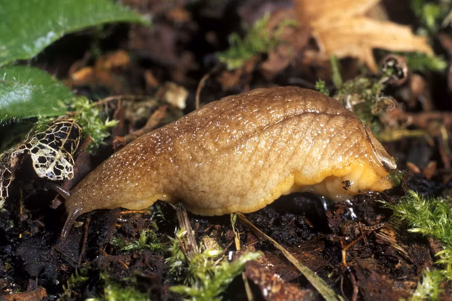 Sên vỏ móng tay (Testacella haliotidea) dài 8 - 12cm, phân bố ở châu Âu. Đây là thành viên tiêu biểu của một họ sên trần có vỏ ngoài nhỏ. Loài này ăn giun đất.