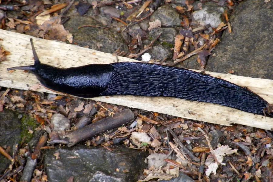 Sên đen châu Âu (Arion ater) dài 10 - 20cm, phân bố rộng ở châu Âu. Loài này có thể phá hoại cây trồng nhưng cũng có lúc hữu ích khi dọn sạch các chất thải trong vườn. Bên cạnh dạng màu đen phổ biến, chúng có cả dạng màu cam.