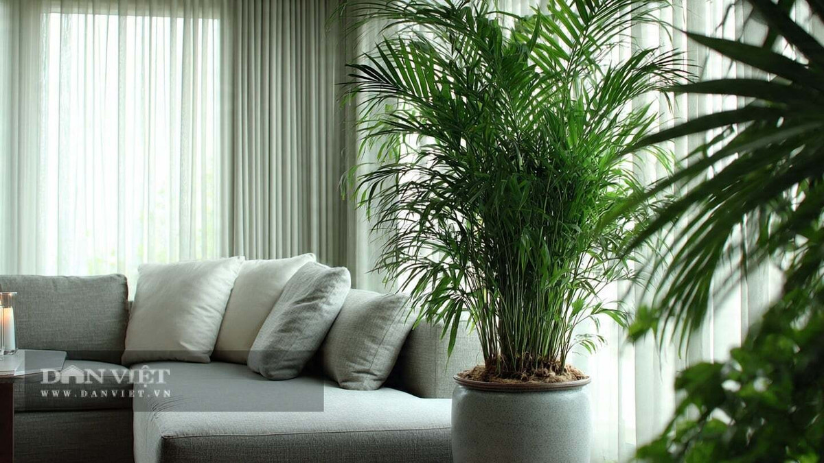 Cây thích hợp trồng trong phòng khách, phòng làm việc hoặc ban công, nơi có ánh sáng nhẹ và độ ẩm vừa phải. Dừa cảnh sinh trưởng tốt trong môi trường trong nhà và rất dễ bố trí.