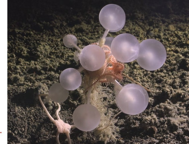 View - 'Quả bóng tử thần' dưới biển sâu hé lộ bọt biển ăn thịt hiếm gặp | Báo Tri thức và Cuộc sống - TIN TỨC PHỔ BIẾN KIẾN THỨC 24H