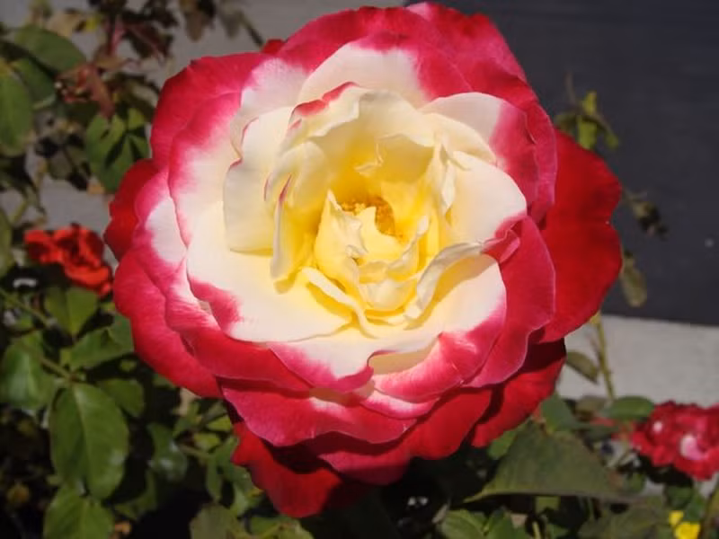 Hoa hồng Double Delight được coi là vị vua của các loài hoa hồng. Không chỉ có vẻ đẹp mê hồn với màu sắc độc đáo mà loài hoa hồng này còn sở hữu hương thơm quyến rũ. Những bông hoa hồng Double Delight có màu từ đậm ở phía ngoài chuyển nhạt dần khi vào phía trong. Hoa hồng Double Delight nở từ đầu mùa xuân và kéo dài đến mùa thu. Với vẻ đẹp thanh lịch quý phái cùng mùi hương đặc trưng, thơm mát, loài hoa này đã trở thành một trong những loài hoa hồng đẹp nhất thế giới.