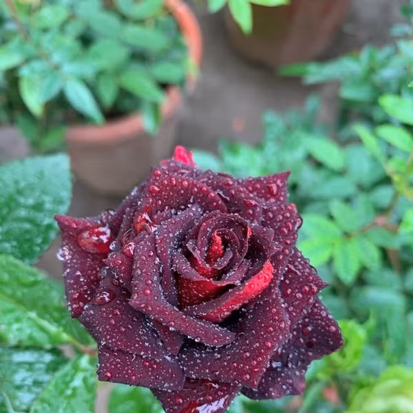 Một loài hoa hồng khác nữa được xếp vị trí những loài hoa hồng đẹp nhất thế giới sẽ khiến bạn bị thu hút ngay từ cái nhìn đầu tiên. Đó chính là hoa hồng đen Baccara, loại hoa có những bông hoa lớn mang một màu đen huyền bí, quyến rũ. Màu sắc của loài hoa này được tạo nên bởi kết cấu 'nhung' độc đáo của những cánh hoa với sự tương đồng mạnh mẽ tựa như màu đen. Đây chính là lí do giúp cho hoa hồng đen Baccara trở nên thật thật đặc biệt, sang trọng và cuốn hút.