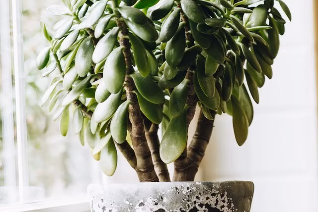 5. Cây phát tài Pachira: Phát tài được chuộng vì vừa xanh tốt quanh năm vừa có tên gọi rộn ràng. Cây hợp ánh sáng tán xạ nên đặt gần cửa sổ có rèm là chuẩn. Giữ ẩm nền giá thể, mùa hè tưới nhỉnh hơn mùa đông. Một chậu phát tài nhỏ xếp cạnh sổ tay tạo cảm giác góc làm việc có "thủ quỹ" riêng canh giữ.