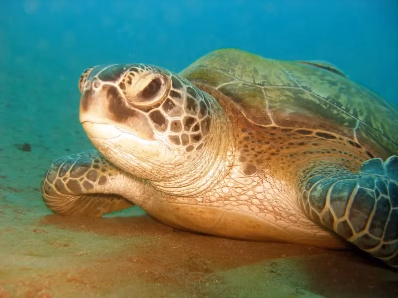 Rùa biển cực kỳ nhạy cảm với từ trường của trái đất và sử dụng nó để định hướng trên vùng nước biển rộng lớn. Chúng có các hạt từ tính trong não, giúp chúng định hướng đến các cực từ của trái đất giống như một chiếc la bàn.