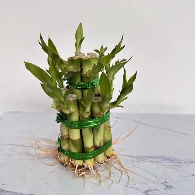 Top 10 cây cảnh giúp làm sạch không khí trong nhà theo NASA ảnh 10