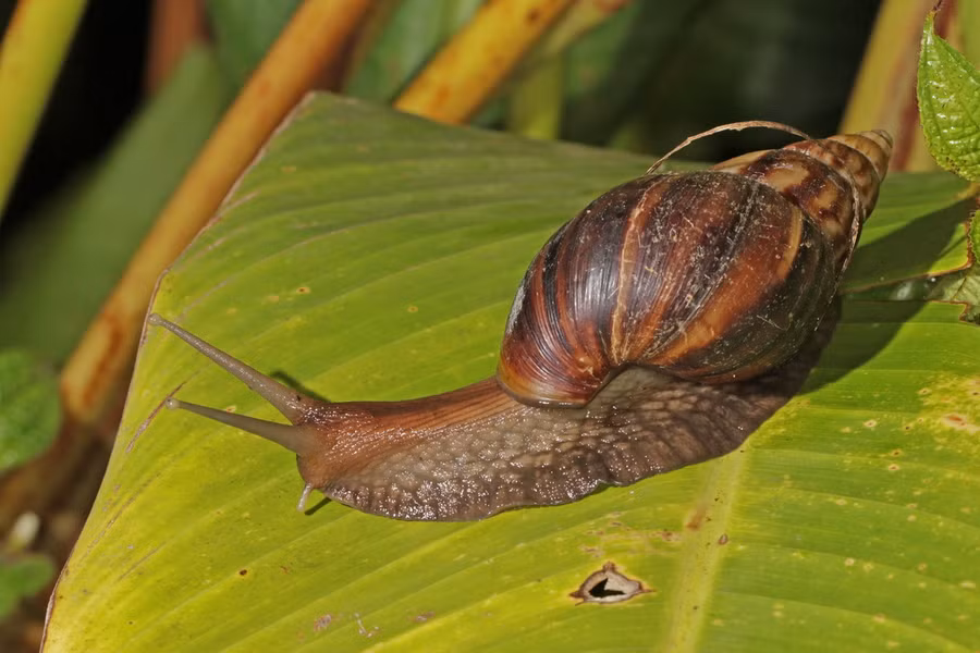 Ốc sên hoa (Achatina fulica) dài 15 - 22cm, phân bố ở Đông Phi. Được du nhập vào các vùng khí hậu ấm, loài ốc sên lớn thế giới này đã trở thành một sinh vật xâm lấn có hại ở nhiều nơi.