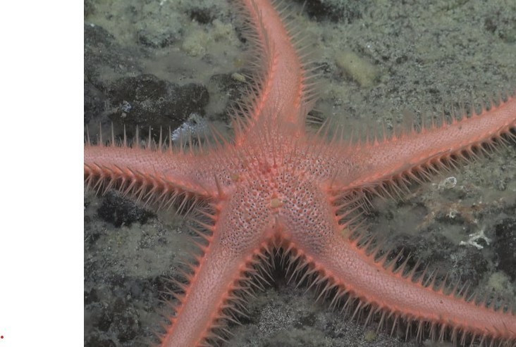 View - 'Quả bóng tử thần' dưới biển sâu hé lộ bọt biển ăn thịt hiếm gặp | Báo Tri thức và Cuộc sống - TIN TỨC PHỔ BIẾN KIẾN THỨC 24H