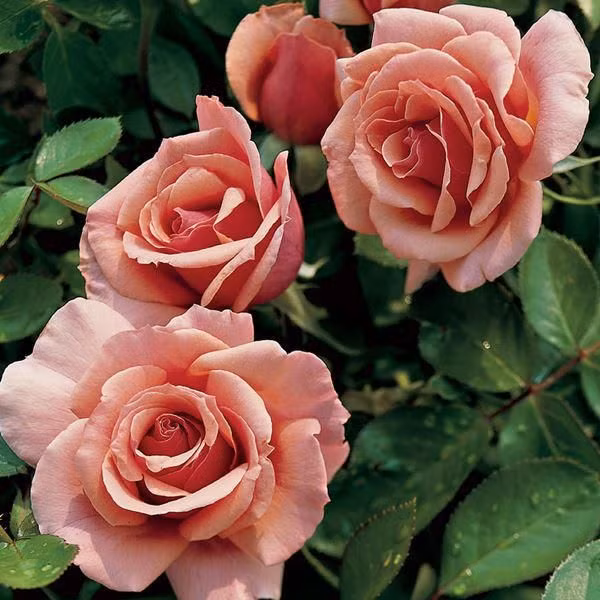 Hoa hồng floribunda là kết quả của sự giao thoa phức tạp và nhiều loại của một số lượng lớn các giống hoa hồng khác nhau. Những bông hoa của từng giống mang một mùi thơm đặc trưng. Hoa có màu sắc độc đáo, từ hồng ban đầu đến cà phê khi nở rộ.