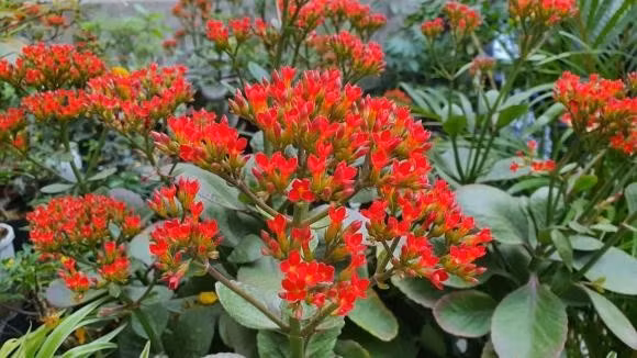  Vị trí đặt cây sống đời trong nhà để hút tài lộc: Phòng làm việc. Trong không gian làm việc, cây sống đời có thể giúp tăng cường khả năng tập trung và sáng tạo. Bạn nên đặt cây trên bàn làm việc hoặc ở kệ sách. Điều này giúp thúc đẩy tinh thần làm việc, cải thiện hiệu suất và mở rộng cơ hội thành công trong sự nghiệp.