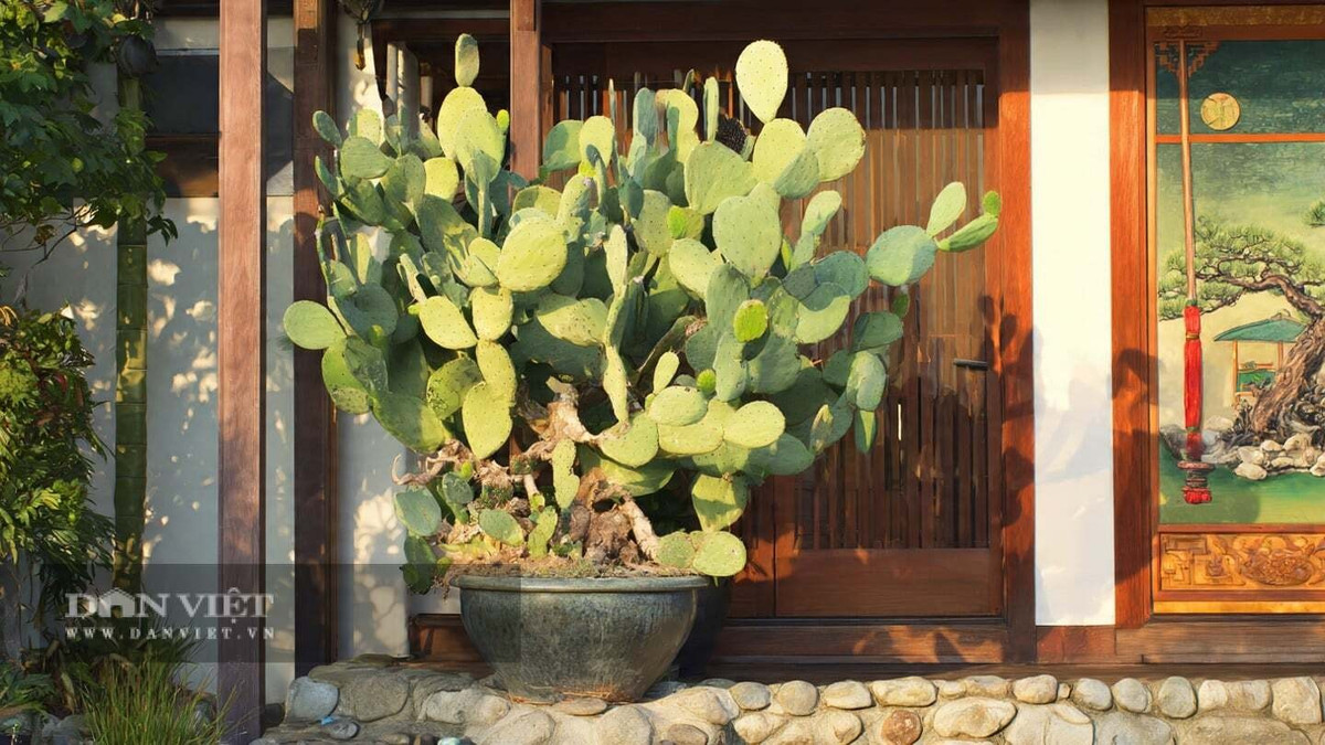 2. Cây cảnh: Xương rồng tai thỏ. Xương rồng tai thỏ (Opuntia microdasys), còn gọi là xương rồng cánh thiên thần hay xương rồng chấm bi, có nguồn gốc từ Mexico. Cây nổi bật với thân mọng nước và các đốt hình tai thỏ rất độc đáo.