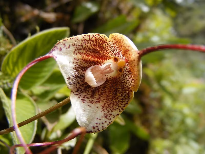 Lan mặt khỉ erythrochaete được tìm thấy tại các khu rừng có độ cao 1.100-2.000 m, ở Costa Rica, Panama.