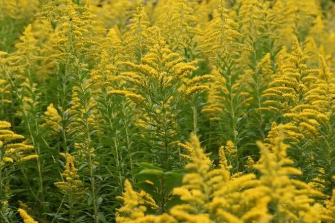 Cây Solidago altissima. (Ảnh: iStock)