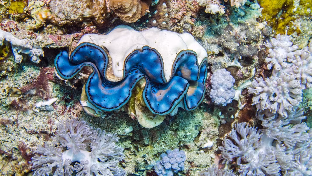 Mỗi ngày sò tai tượng có thể lọc đến cả trăm lít nước. Khả năng lọc nước tự nhiên này khiến cho sò tai tượng hấp thụ các chất độc hại trong nước biển như ammoniac, nitrat,… giúp duy trì sự cân bằng hệ sinh thái nơi chúng sinh sống.