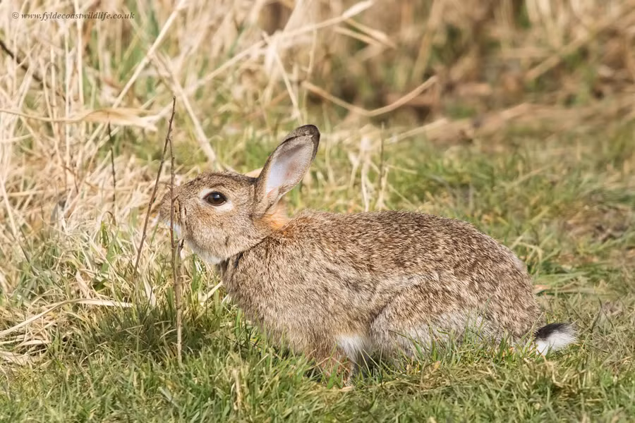 Thỏ hang châu Âu (Oryctolagus cuniculus) dài 34 - 35 cm, có nguồn gốc từ bán đảo Iberia ở châu Âu. Loài thỏ này đã du nhập đến khắp nơi trên thế giới, là tổ tiên các giống thỏ nhà được nuôi để lấy lông, thịt hoặc làm cảnh ngày nay.