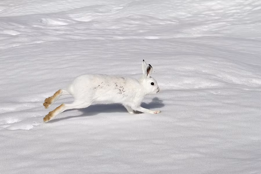 Thỏ núi (Lepus timidus) dài 46 - 65 cm, cư trú ở các vùng cận cực và miền núi châu Âu và châu Á. Loài có này có cái đuôi màu trắng quanh năm, còn thân mình chỉ chuyển sang màu trắng vào mùa đông.