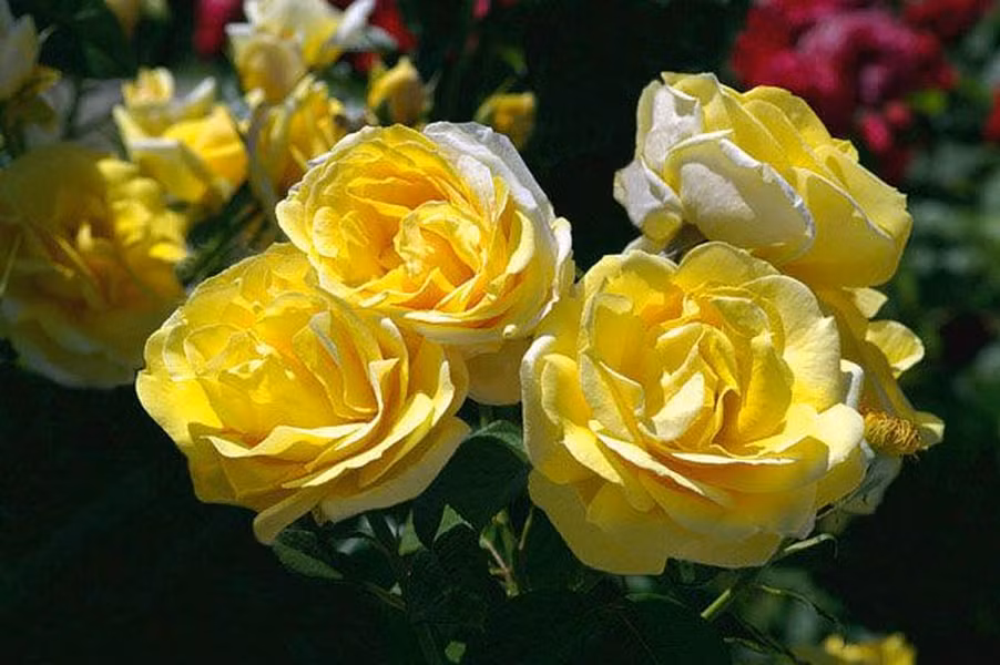 Một loài hoa với vẻ đẹp cổ điển quyến rũ, màu vàng bơ của hoa hồng Michelangelo sẽ làm say đắm trái tim bạn. Hương thơm dịu dàng của chanh lan tỏa khắp khu vườn, tạo cảm giác tuyệt vời khi dành tặng cho người thân yêu, bạn bè, hay thậm chí là thầy cô.