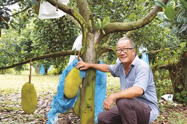 Mít thường bắt đầu cho trái sau khoảng 2-3 năm (nếu là cây ghép). Nếu cây phát triển tốt nhưng chưa ra quả, có thể dùng kỹ thuật khoanh vỏ thân (rạch một vòng nhỏ quanh thân hoặc cành lớn) để hạn chế chất dinh dưỡng lên ngọn, giúp cây chuyển sang giai đoạn sinh sản.