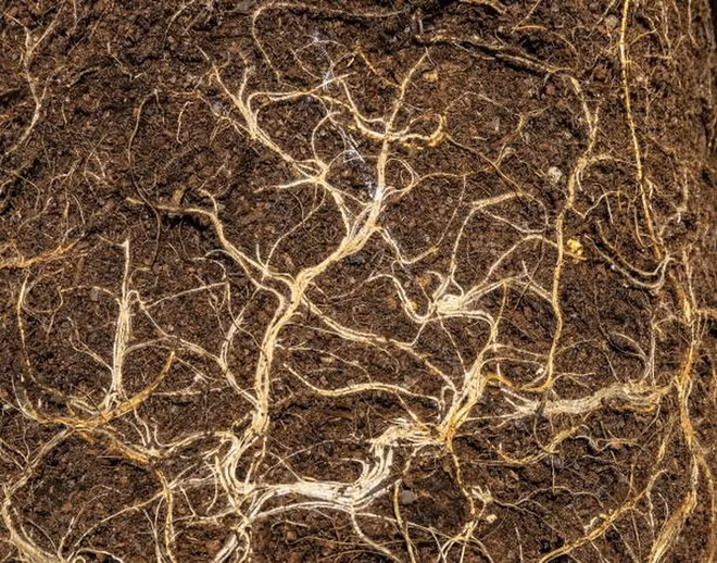 Mạng lưới nấm rễ cộng sinh (CMN). (Ảnh: iStock)