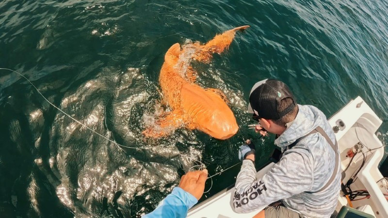 Hiện vẫn chưa rõ liệu màu sắc bất thường này có mang lại lợi thế nào hay đây chỉ là trường hợp cá thể may mắn sống sót mặc cho độ dễ thấy tăng lên.
