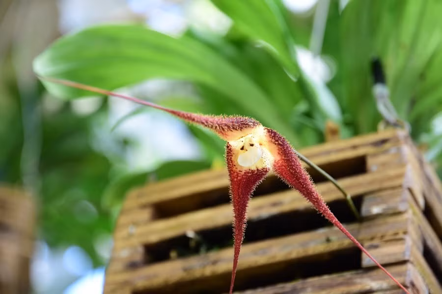 Lan mặt khỉ gigas được tìm thấy đang sinh trưởng giống như địa lan trong rừng trên độ cao 1.800-2.550 m, ở Colombia, Ecuador.