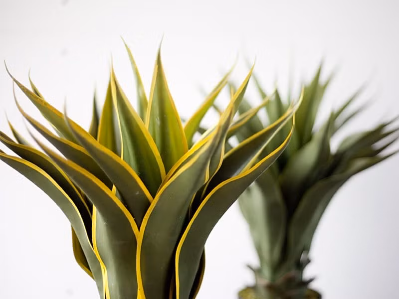  4. Cây thùa mạ vàng – Giữ nhà vững, dẫn tài đến: Cây thùa mạ vàng (Agave Americana) gây ấn tượng với dáng lá dày, cứng cáp, mọc tỏa tròn như ngôi sao. Viền lá vàng nổi bật trên nền xanh đậm càng làm tăng tính thẩm mỹ. Với hình dáng lá nhọn như gươm, loài cây này vừa mang tính trấn trạch, vừa tạo sự mạnh mẽ cho không gian sống.