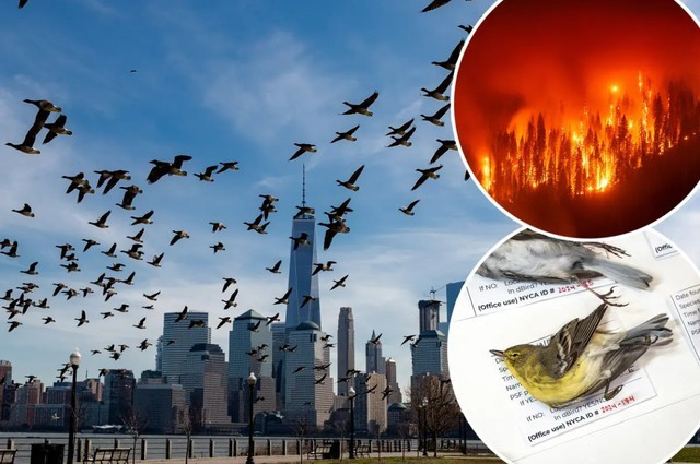 View - Hàng triệu con chim có hành vi lạ, bầu trời cảnh báo sốc | Báo Tri thức và Cuộc sống - TIN TỨC PHỔ BIẾN KIẾN THỨC 24H