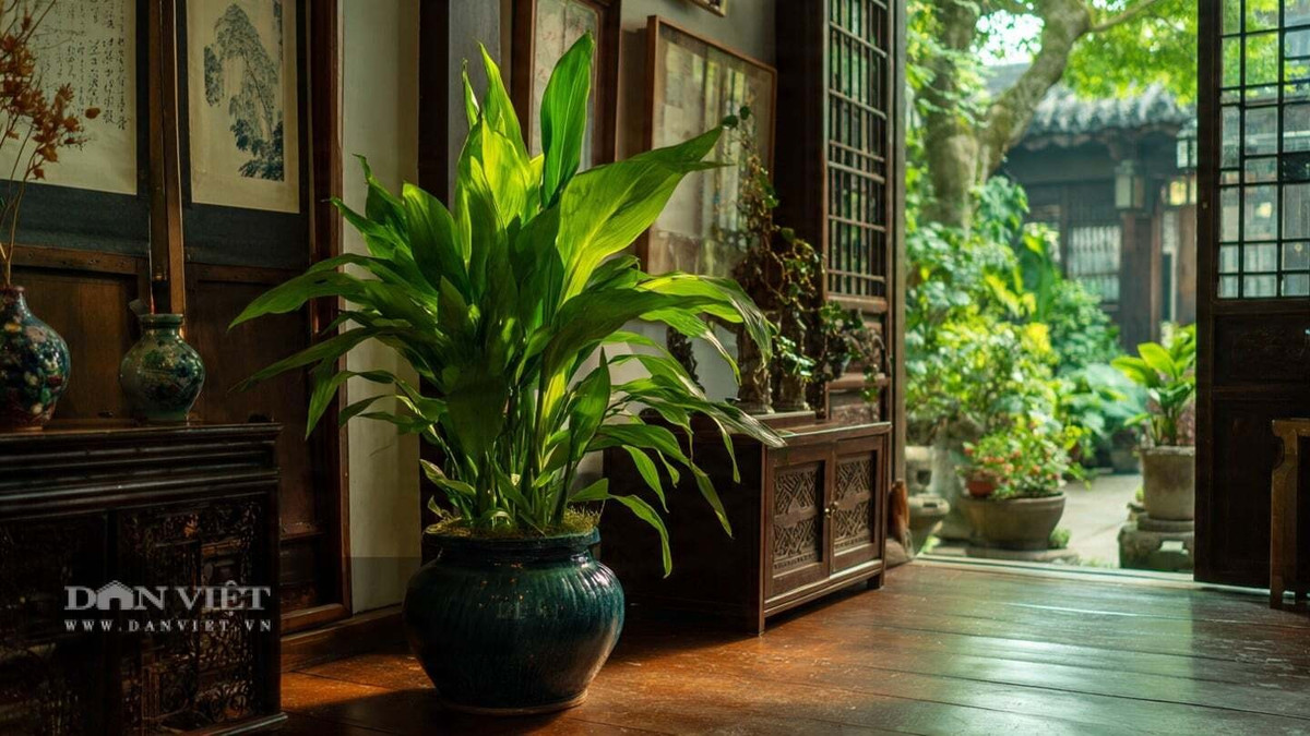 Cây gang gần như không thể bị phá hủy, chịu được điều kiện khắc nghiệt và cả việc bị lãng quên chăm sóc. Lá xanh đậm, dày và bền, tạo cảm giác vững chãi, tự nhiên cho không gian sống.