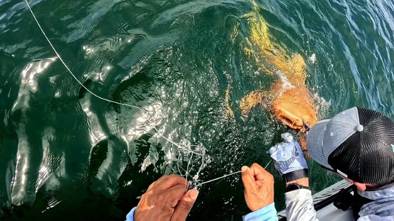 Việc một cá mập nurse vừa xanthism vừa bạch tạng sống tới tuổi trưởng thành khiến phát hiện này đặc biệt có ý nghĩa khoa học.