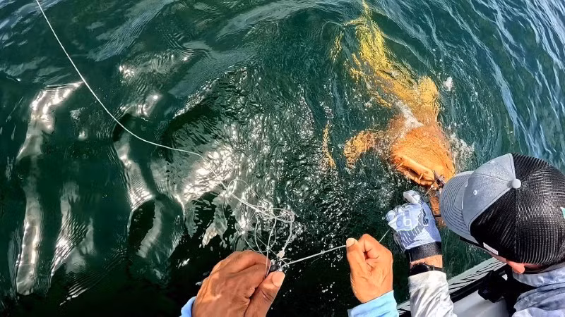 Việc một cá mập nurse vừa xanthism vừa bạch tạng sống tới tuổi trưởng thành khiến phát hiện này đặc biệt có ý nghĩa khoa học.