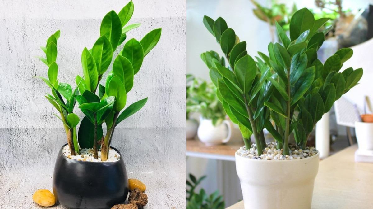 Mọi người trồng kim tiền trong nhà với mong muốn chiêu tài, mang đến sự phú quý, tài lộc. Lá cây xanh tốt và dáng cây vươn lên còn mang ý nghĩa cho sức sống mạnh mẽ, bền bỉ và mong muốn cầu mong sự thịnh vượng, phát đạt trong cuộc sống và công việc. Đặc biệt, theo quan niệm, khi kim tiền nở hoa, gia chủ càng đắc lộc.