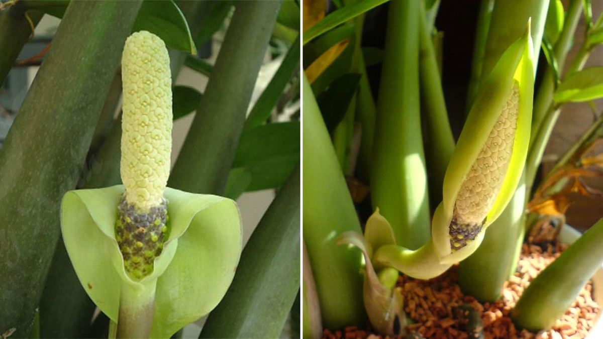 Nếu tiếp xúc với canxi oxalat trong kim tiền tại các phần da và bộ phận nhạy cảm như lưỡi, môi, cổ họng hoặc mắt có thể gây kích ứng theo các mức độ từ nhẹ tới nặng.