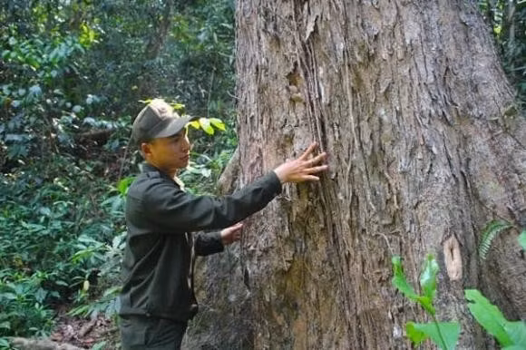 Cây gỗ giáng hương cổ thụ có giá đắt như kim cương