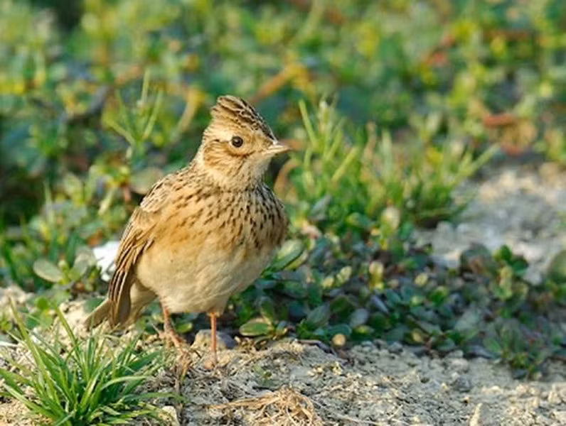 Sơn ca là các loài chim nhỏ sống trong điều kiện thời tiết ôn hòa, trên mặt đất, trong các vùng trồng trọt rộng lớn, đầm lầy hoặc đồng cỏ. Những nơi trồng các loài cây ngũ cốc hoặc cỏ xanh là môi trường sống đặc biệt ưa thích của loài chim này. Ngoài ra, chúng cũng xuất hiện gần các khu dân cư.