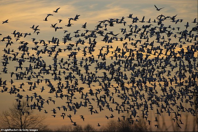 View - Hàng triệu con chim có hành vi lạ, bầu trời cảnh báo sốc | Báo Tri thức và Cuộc sống - TIN TỨC PHỔ BIẾN KIẾN THỨC 24H