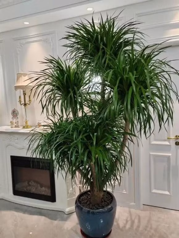 Đặc điểm của cây là thân thẳng, lá xếp tầng, buông xuống mềm mại. Phù hợp đặt ở phòng khách, sảnh lớn, mang vẻ trang nhã. Cây giúp thụ khí độc, tăng oxy, tốt cho sức khỏe.