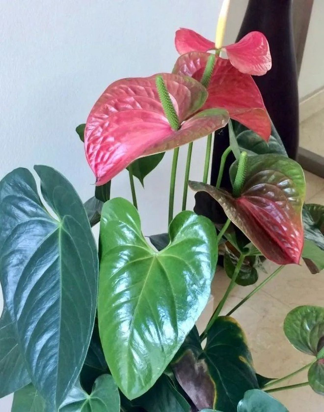 Tại sao hồng môn được ưa chuộng trong phong thủy năm mới? ảnh 2