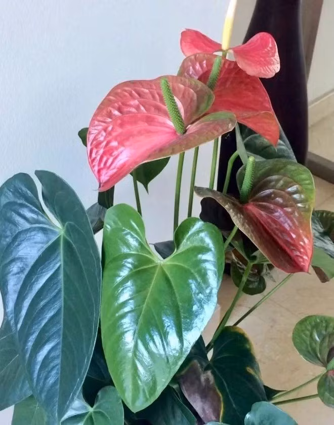 Tại sao hồng môn được ưa chuộng trong phong thủy năm mới? ảnh 2