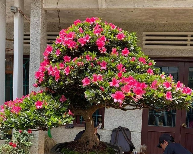  3. Đỗ quyên núi gốc già: Đỗ quyên vốn là loài hoa quen thuộc, nhưng trong giới cây cảnh, đỗ quyên núi gốc già lại được xếp vào một phân khúc hoàn toàn khác. Đây là những cây có thân già, dáng tự nhiên, thường được khai thác từ vùng núi cao rồi đưa về nuôi dưỡng, tạo tác lại trong nhiều năm.