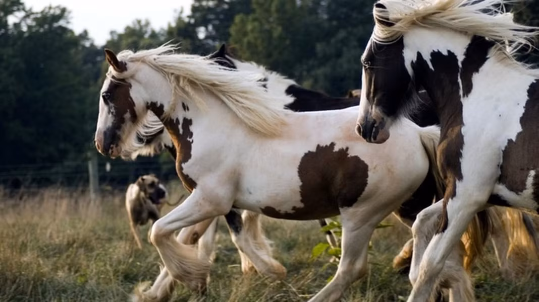 Bộ lông trắng xen lẫn với những đốm nâu thường là điểm đặc trưng của ngựa Pinto .