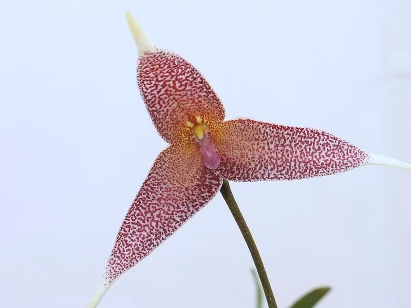 Lan mặt khỉ platycrater được tìm thấy tại các khu rừng có độ cao 1.500-2.000 m, ở Colombia.